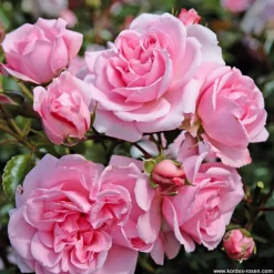 ARBORIX - Rosier kordes - rosa 'home and garden'®