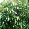 ARBORIX - Sasa - indocalamus tessalatus (= sasa t.) - 20-30 cm pot