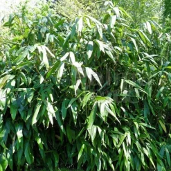 ARBORIX - Sasa - indocalamus tessalatus (= sasa t.) - 20-30 cm pot