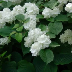 ARBORIX - Viorne de chine - viburnum plicatum 'grandiflorum' - 40-60 cm pot