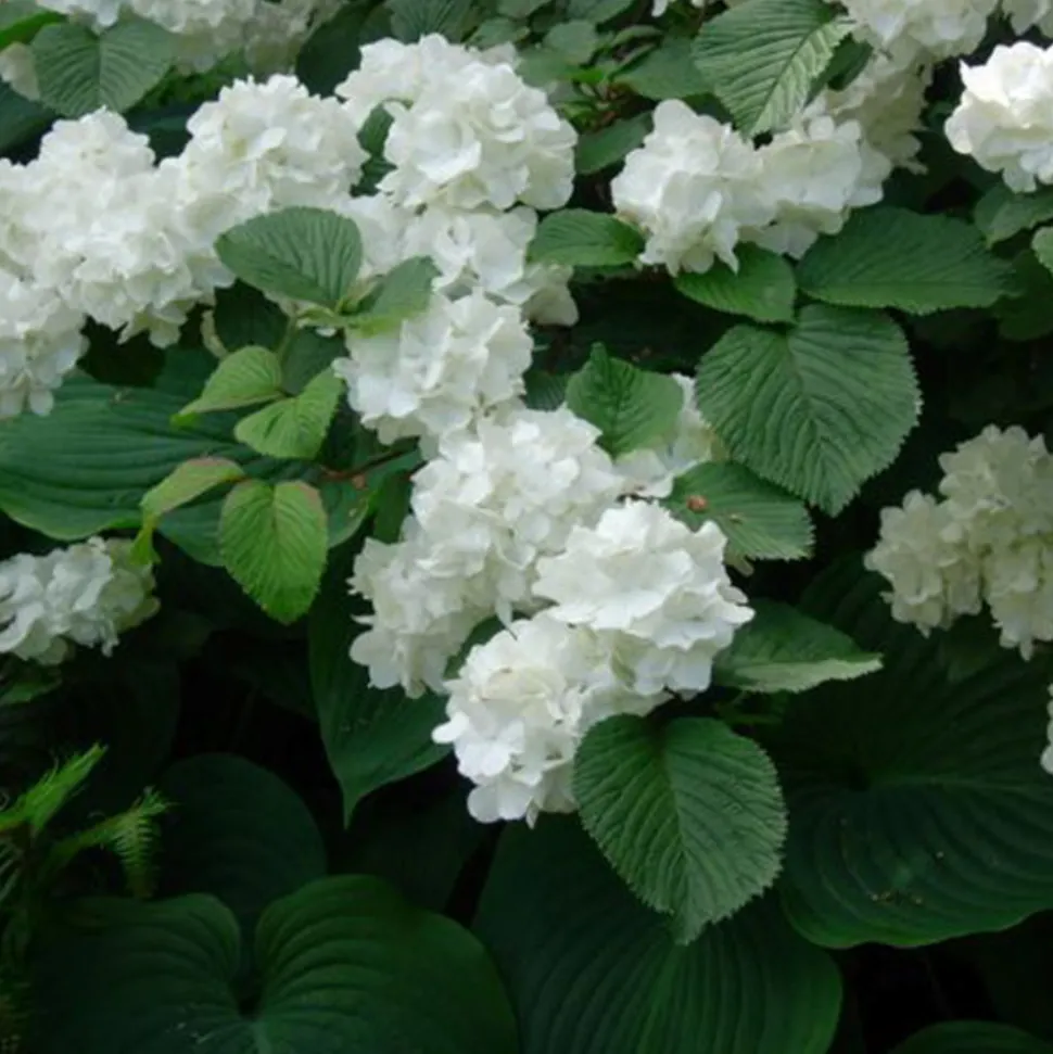 ARBORIX - Viorne de chine - viburnum plicatum 'grandiflorum' - 40-60 cm pot