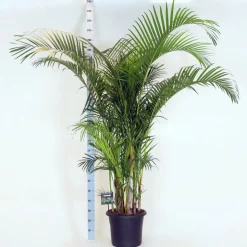 Aréca : H.220/250cm pot