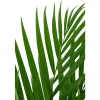 Aréca H.1 m - pot Ø 21 cm
