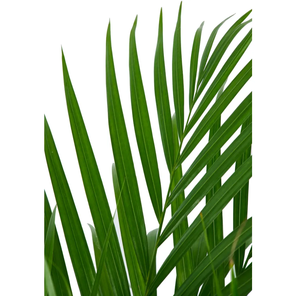 Aréca H.1 m - pot Ø 21 cm