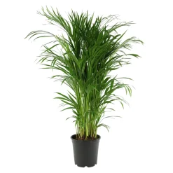 Aréca H.1 m - pot Ø 21 cm