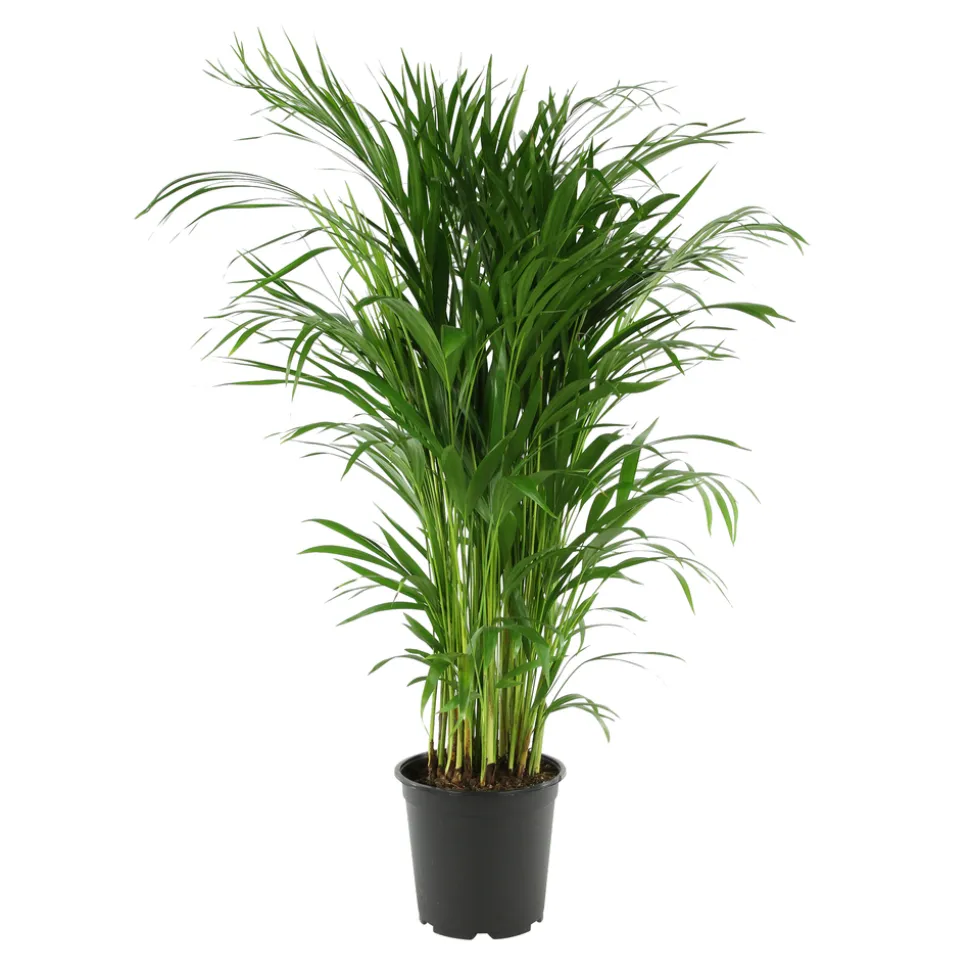 Aréca H.1 m - pot Ø 21 cm