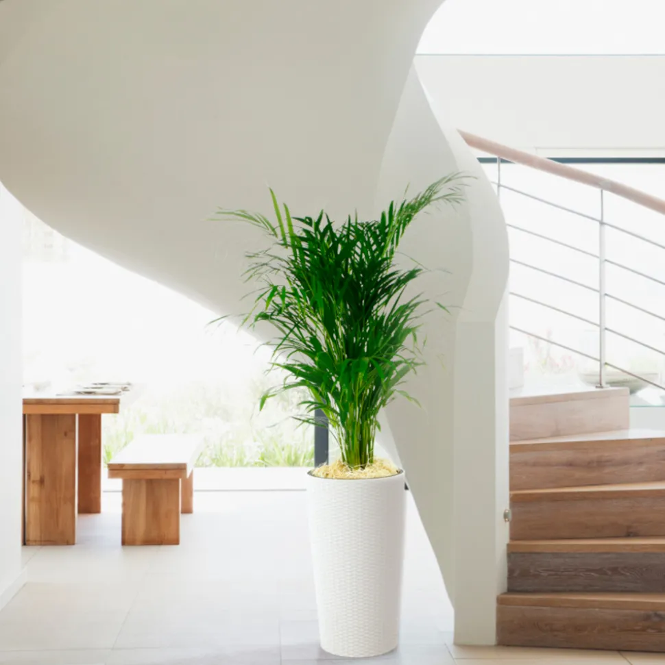 Aréca H.1 m - pot Ø 21 cm