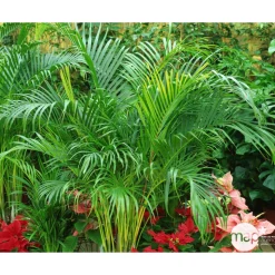 Areca H50cm en pot