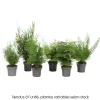 Asparagus mix : pot de D.12cm - H.30cm