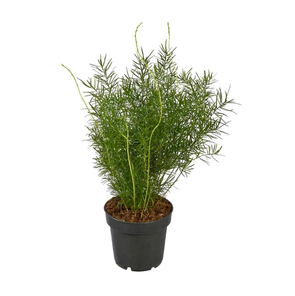 Asparagus mix : pot de D.12cm - H.30cm
