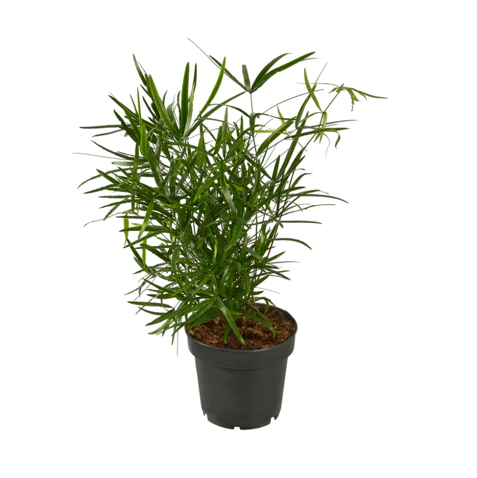 Asparagus mix : pot de D.12cm - H.30cm