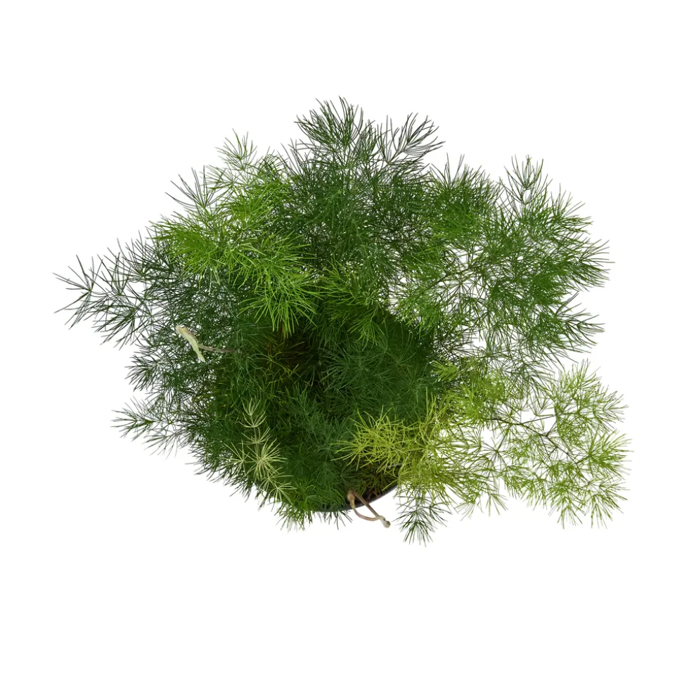 Asparagus mix : pot de D.12cm - H.30cm