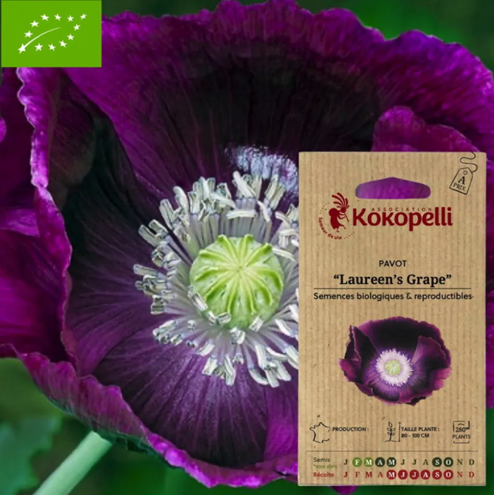 ASSOCIATION KOKOPELLI - Graines bio à semer - pavot laureen's grape