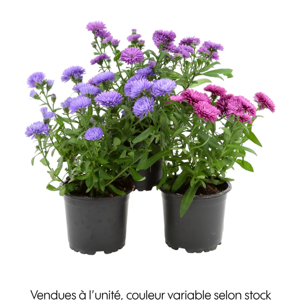 Aster : pot de diamètre 10,5 cm - Coloris variables