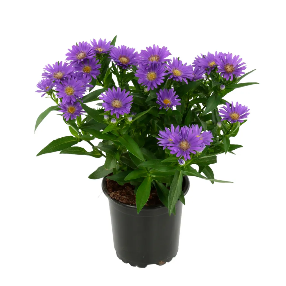 Aster : pot de diamètre 10,5 cm - Coloris variables