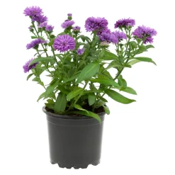 Aster : pot de diamètre 10,5 cm - Coloris variables
