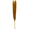 ATMOSPHERA - Set de 3 branches de pampa séchée ocre h 109 cm