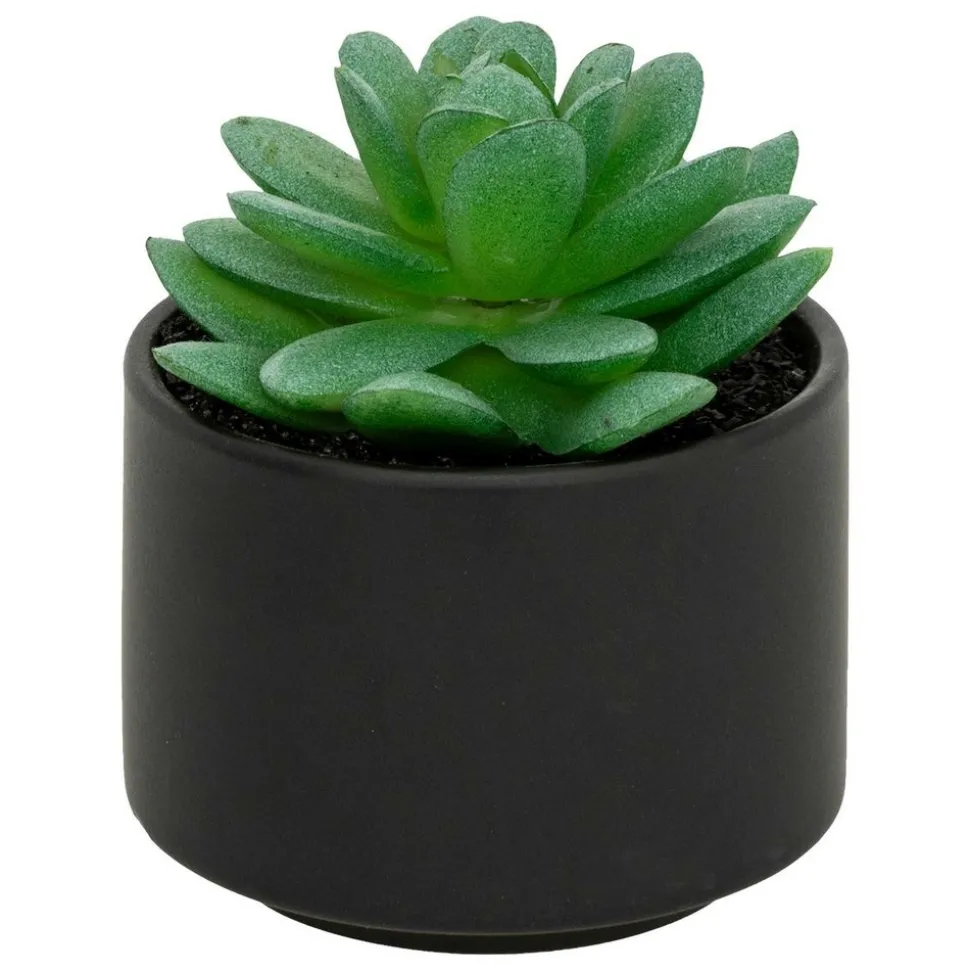 ATMOSPHERA CREATEUR D'INTERIEUR - Plante grasse en pot h13