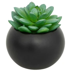 ATMOSPHERA CREATEUR D'INTERIEUR - Plante grasse en pot h13