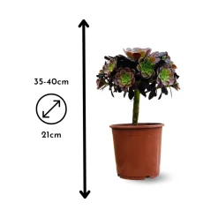 ATTITUDE JARDIN - Aeonium super bang - ↕ 35-40 cm - ⌀ 21 cm - cactus et plantes grasses
