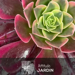 ATTITUDE JARDIN - Aeonium medusa - ↕ 35-40 cm - ⌀ 21 cm - cactus et plantes grasses