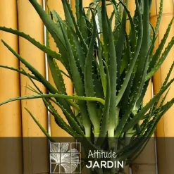 ATTITUDE JARDIN - Aloe arborescens - succulentes - ↕ 50-60 cm - ⌀ 17 cm - plante d'intérieur