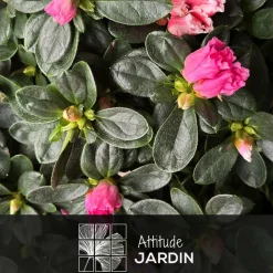 ATTITUDE JARDIN - Azalée indica - plante d'intérieur - ↕ 40-50 cm - ⌀ 18 cm - fleur rose