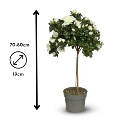 ATTITUDE JARDIN - Azalée indica tige - plante d'intérieur - ↕ 70-80 cm - ⌀ 19 cm - fleur blanche