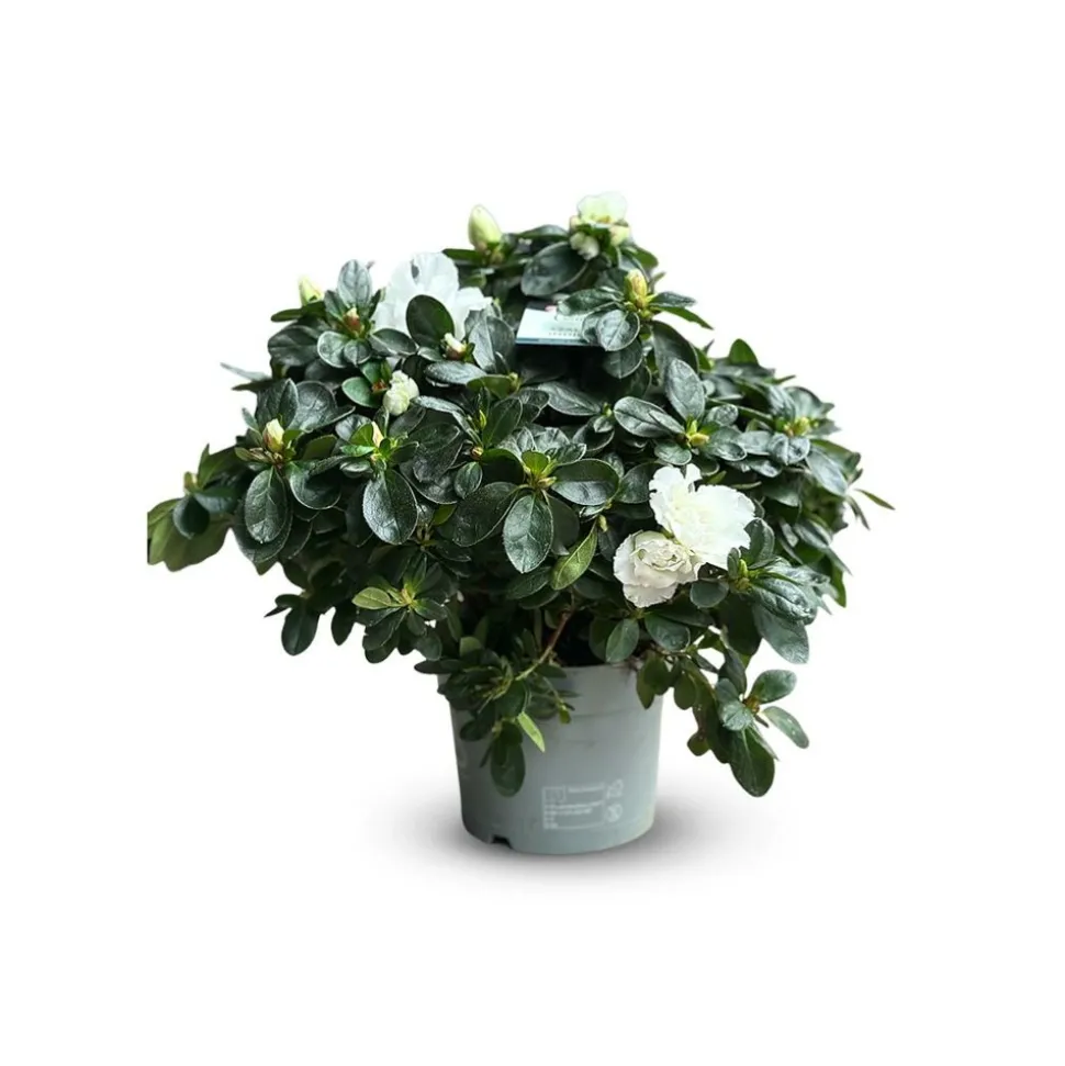 ATTITUDE JARDIN - Azalée indica - plante d'intérieur - ↕ 40-50 cm - ⌀ 18 cm - fleur blanche