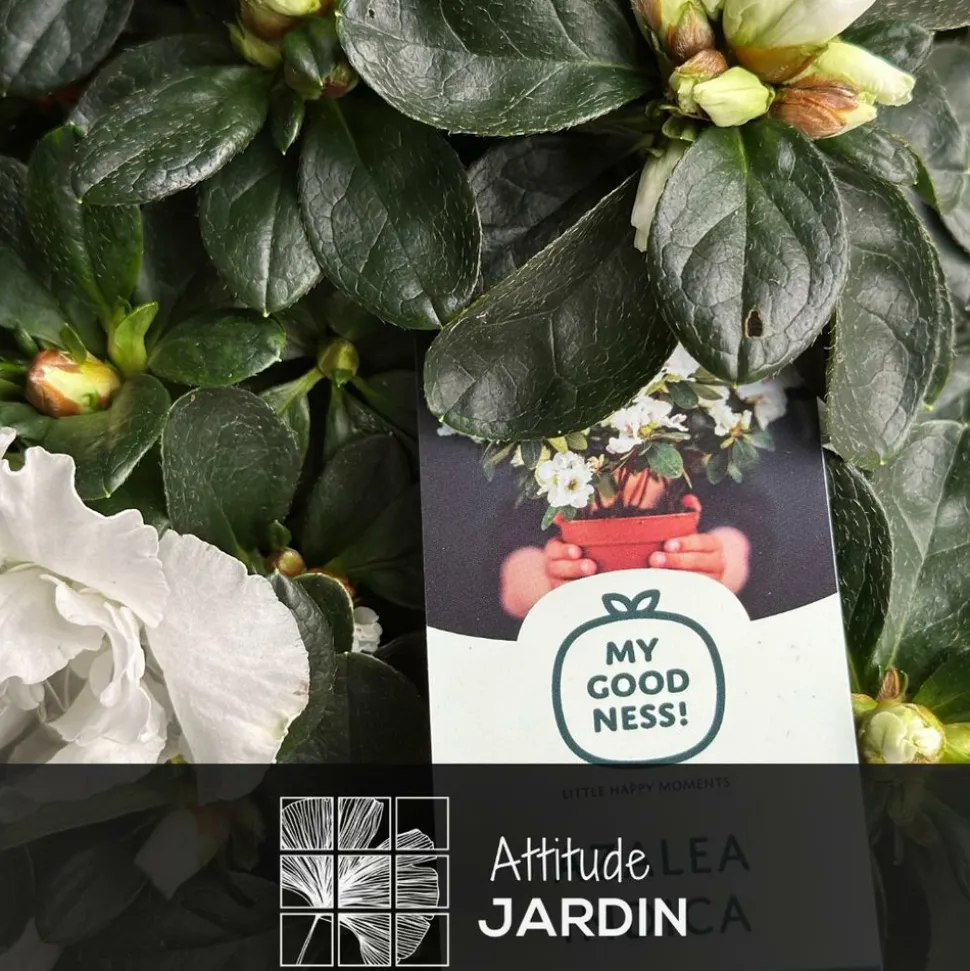 ATTITUDE JARDIN - Azalée indica - plante d'intérieur - ↕ 40-50 cm - ⌀ 18 cm - fleur blanche