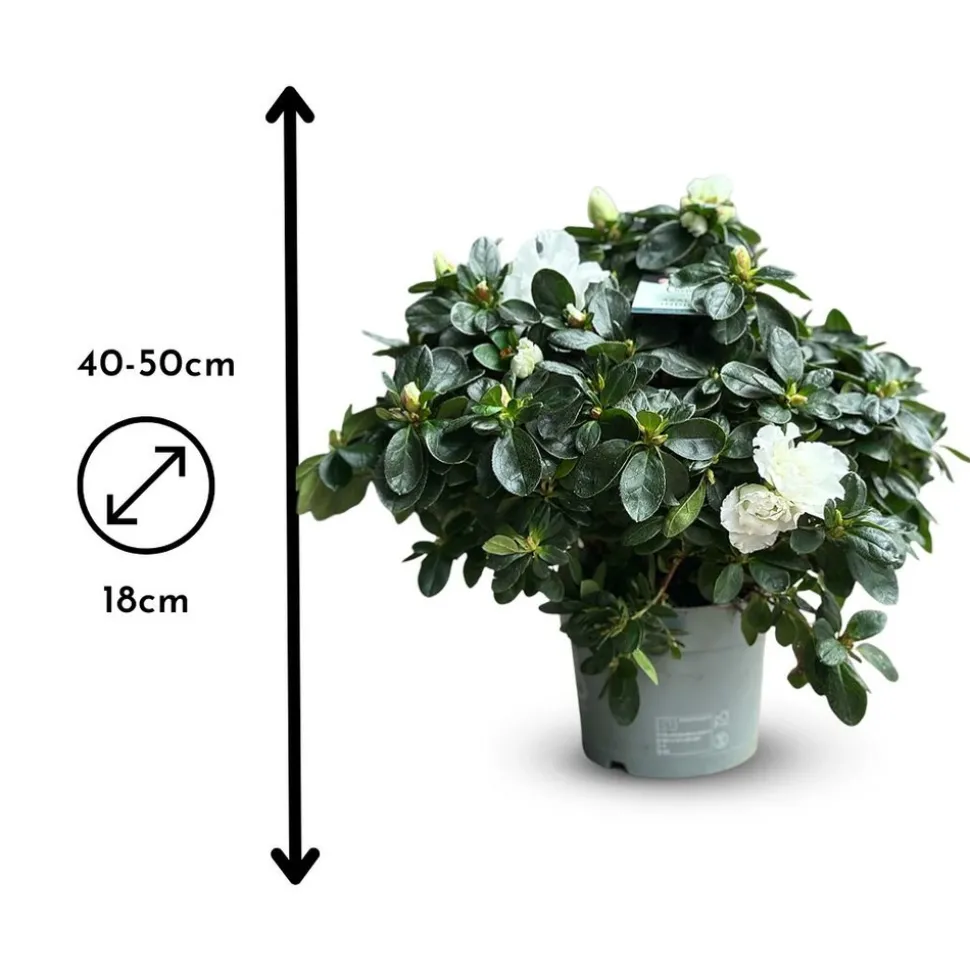 ATTITUDE JARDIN - Azalée indica - plante d'intérieur - ↕ 40-50 cm - ⌀ 18 cm - fleur blanche
