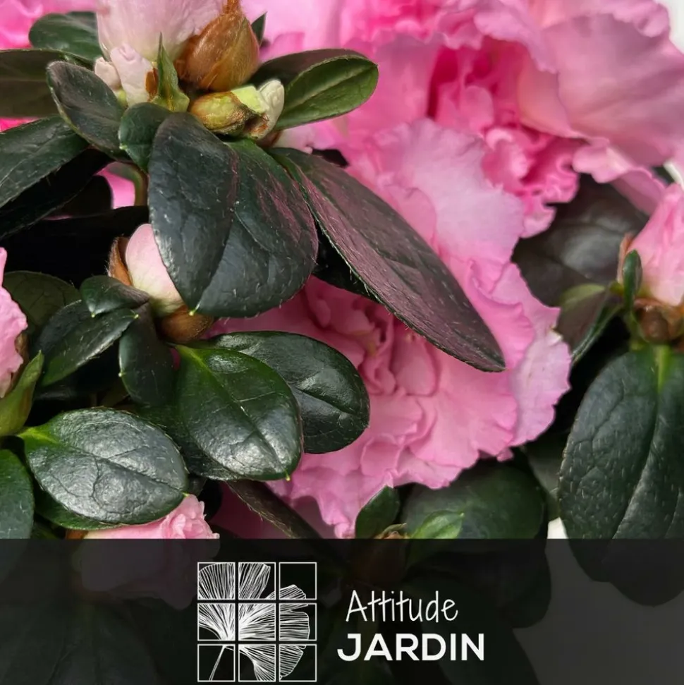 ATTITUDE JARDIN - Azalée indica tige - plante d'intérieur - ↕ 70-80 cm - ⌀ 19 cm - fleur rose