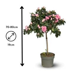 ATTITUDE JARDIN - Azalée indica tige - plante d'intérieur - ↕ 70-80 cm - ⌀ 19 cm - fleur rose