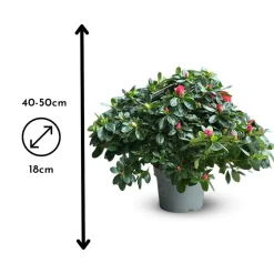 ATTITUDE JARDIN - Azalée indica - plante d'intérieur - ↕ 40-50 cm - ⌀ 18 cm - fleur rouge
