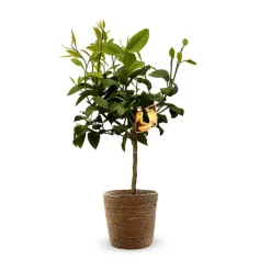 ATTITUDE JARDIN - Bergamote avec panier en jonc de mer - agrume méditerranéen - arbre fruitier - ↕ 75-85 cm - ⌀ 22 cm