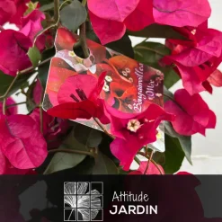ATTITUDE JARDIN - Bougainvillier pyramide - plante fleurie - ↕ 70-80 cm - ⌀ 18 cm - plante d'extérieur - fleur fuchsia