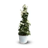 ATTITUDE JARDIN - Bougainvillier pyramide - plante fleurie - ↕ 70-80 cm - ⌀ 18 cm - plante d'extérieur - fleur blanche