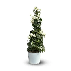 ATTITUDE JARDIN - Bougainvillier pyramide - plante fleurie - ↕ 70-80 cm - ⌀ 18 cm - plante d'extérieur - fleur blanche