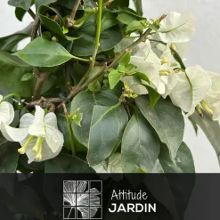 ATTITUDE JARDIN - Bougainvillier pyramide - plante fleurie - ↕ 70-80 cm - ⌀ 18 cm - plante d'extérieur - fleur blanche