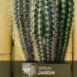 ATTITUDE JARDIN - Cactus pilosocereus azureus - ↕ 40-50 cm - ⌀ 17 cm - cactus et plantes grasses