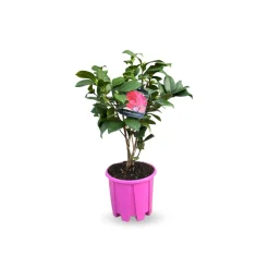 ATTITUDE JARDIN - Camellia japonica rose - plante fleurie - ↕ 50-60 cm - ⌀ 21 cm - plante d'extérieur