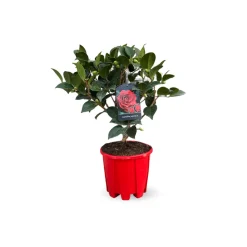 ATTITUDE JARDIN - Camellia japonica rouge - plante fleurie - ↕ 50-60 cm - ⌀ 21 cm - plante d'extérieur