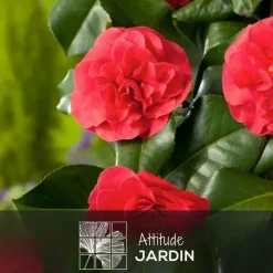 ATTITUDE JARDIN - Camellia japonica rouge - plante fleurie - ↕ 50-60 cm - ⌀ 21 cm - plante d'extérieur
