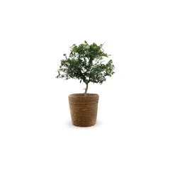 ATTITUDE JARDIN - Citron caviar rouge avec panier en jonc de mer - agrume méditerranéen - arbre fruitier - ↕ 50-60 cm - ⌀ 22 cm