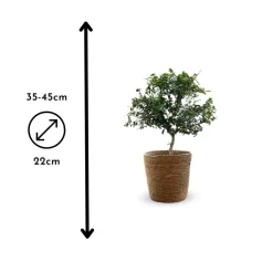 ATTITUDE JARDIN - Citron caviar rouge avec panier en jonc de mer - agrume méditerranéen - arbre fruitier - ↕ 50-60 cm - ⌀ 22 cm