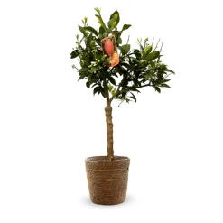 ATTITUDE JARDIN - Citronnier rosso avec panier en jonc de mer - agrume méditerranéen - arbre fruitier - ↕ 75-85 cm - ⌀ 25 cm