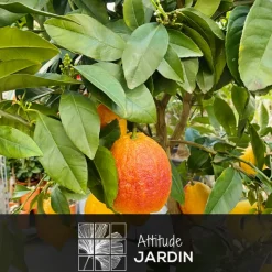 ATTITUDE JARDIN - Citronnier rosso avec panier en jonc de mer - agrume méditerranéen - arbre fruitier - ↕ 75-85 cm - ⌀ 25 cm