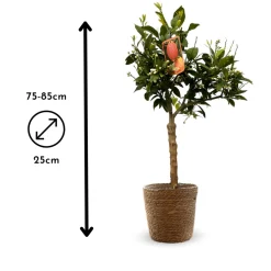 ATTITUDE JARDIN - Citronnier rosso avec panier en jonc de mer - agrume méditerranéen - arbre fruitier - ↕ 75-85 cm - ⌀ 25 cm