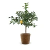 ATTITUDE JARDIN - Citronnier yuzu avec panier en jonc de mer - agrume méditerranéen - arbre fruitier - ↕ 75-85 cm - ⌀ 25 cm