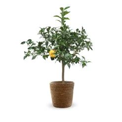 ATTITUDE JARDIN - Citronnier yuzu avec panier en jonc de mer - agrume méditerranéen - arbre fruitier - ↕ 75-85 cm - ⌀ 25 cm